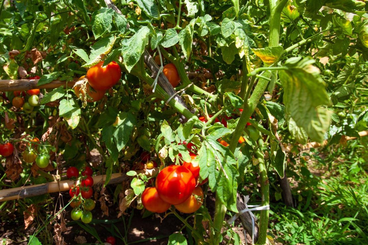 Eco Village Buljarica Budva Eksteriør bilde